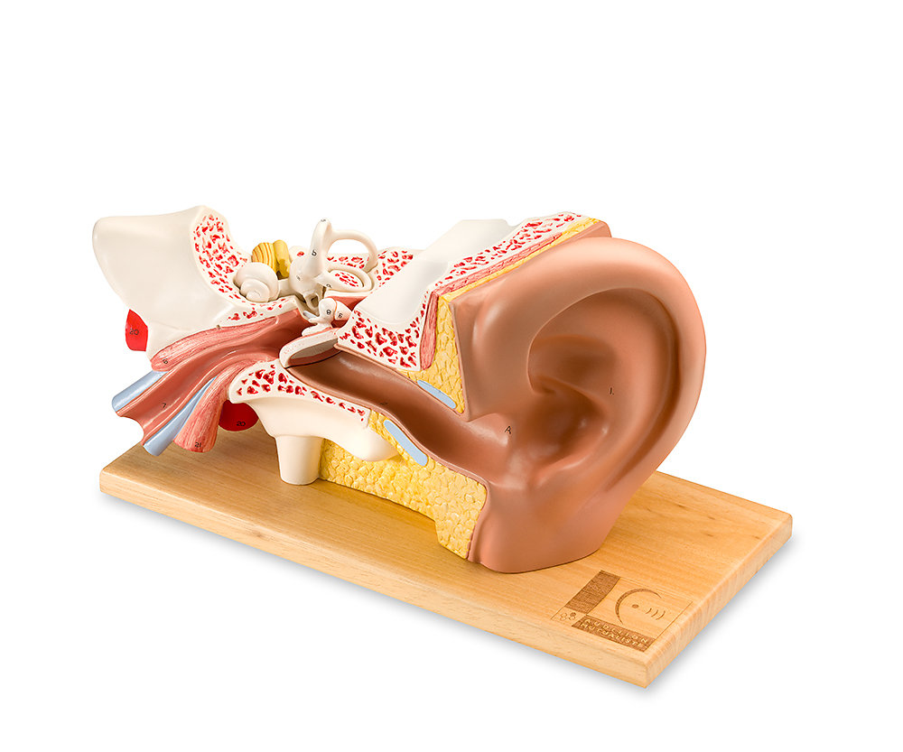 Coupe anatomique 3D d'oreille