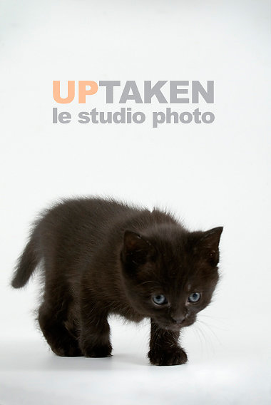 chaton-visite-studio.jpg